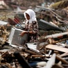 Silne wstrząsy, będzie tsunami?