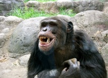 Szympansy "mówią nie"