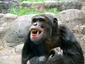 Szympansie gawędy
