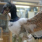 Wczesne ptaki miały za słabe pióra, żeby latać