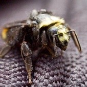 Pszczoły opanowały Mediolan