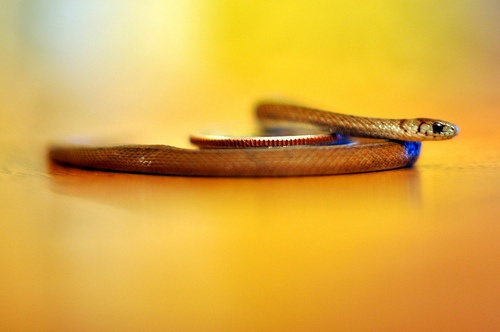 Maleje liczba węży na świecie