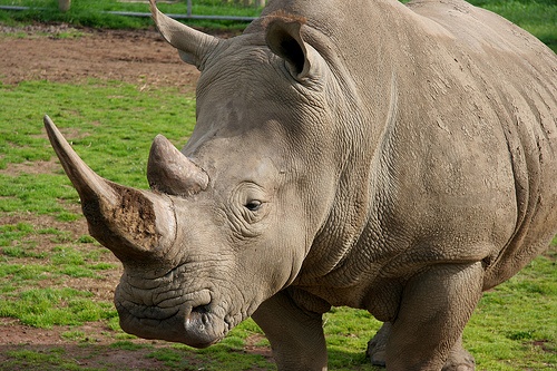 Zagrożone nosorożce