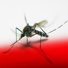 Dorosłe komary żyją dwa miesiące
