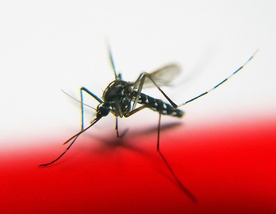Dorosłe komary żyją dwa miesiące