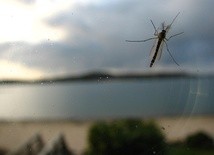 Jak uchronić się przed komarami?