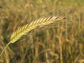 Akcja „Płodów rolnych” dla powodzian