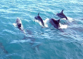 Szkockie delfiny