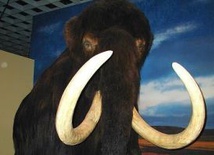 Ludzie przyspieszyli wyginięcie mamutów