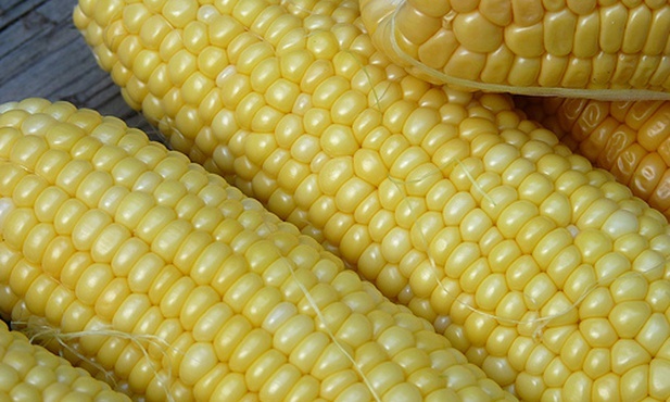 Polska, a uprawy GMO