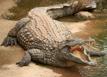 Prehistoryczny kuzyn krokodyli udawał ssaka