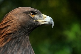 Karpaty: Młode orły opuściły gniazda