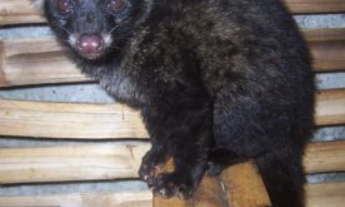 Muzułmanom wolno pić kopi luwak