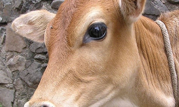 Malezja: Grzywna za głowę krowy 