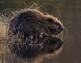 Bobra powiesili