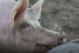 Koniec pandemii świńskiej grypy