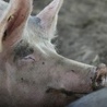 Koniec pandemii świńskiej grypy