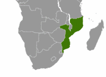 Dżihadyści zanurzają Mozambik we krwi