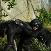 Szympansy przechytrzyły kłusowników
