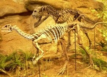 Odkryto szkielet niezwykłego dinozaura