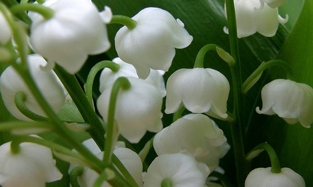 A w sercu ciągle maj