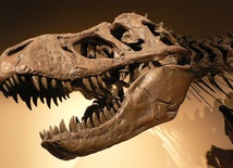 Tyranozaur zjadał swoich braci
