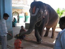 Słoń "dziedzictwem narodowym"