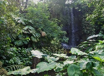 Amazonia: co trzy dni nowy gatunek