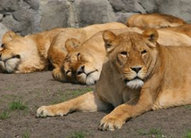 Oskarżony o znęcanie się nad lwem