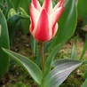 500 biało-czerwonych tulipanów 