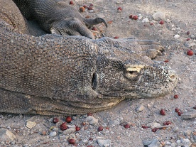 Wymarły kuzyn warana z komodo