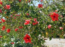 Za wyciągnięcie z tarapatów