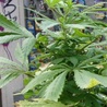 Izrael zwiększy produkcję marihuany 