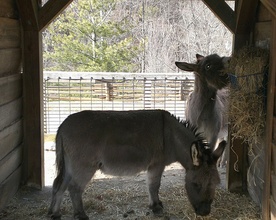 Szopka w ZOO