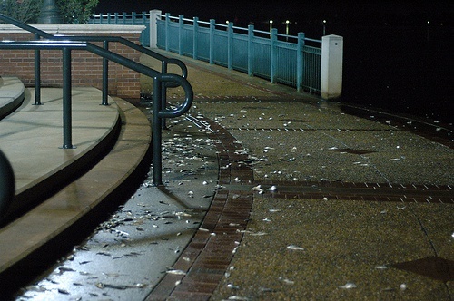 USA: Miliony martwych ryb 