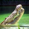 Krokodyl z telefonem w brzuchu