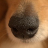 Psy wywęszą raka?