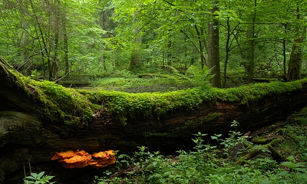 Greenpeace broni drzew w Puszczy Białowieskiej