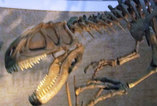 Dinozaur z Antarktydy