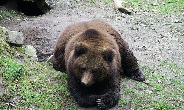 Narozrabiał na weselu