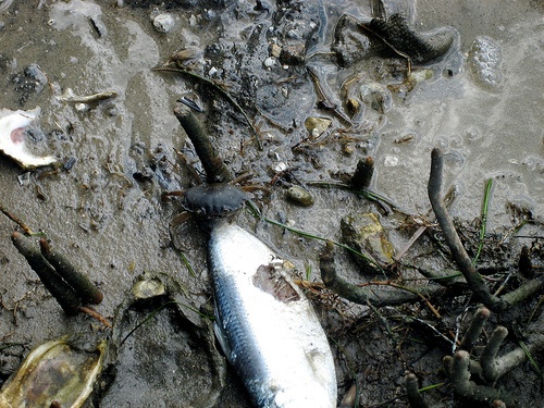 Zginęło 16 milionów ryb