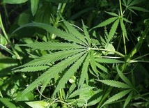 Marihuana na receptę?