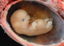 List do „Nature”: Embrion to człowiek