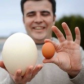 Jedno strusie jajo to ok. 40 jajek kurzych