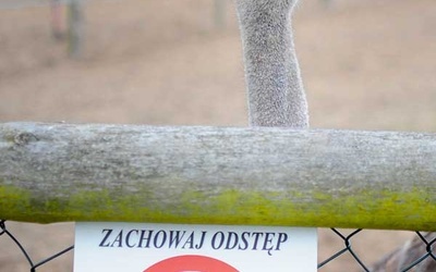 Struś to dobre zwierzę, ale (czasem) ma słabe nerwy