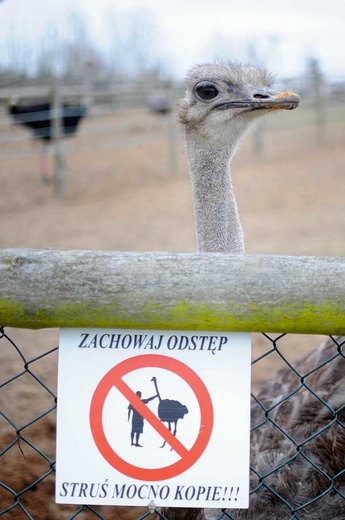 Struś to dobre zwierzę, ale (czasem) ma słabe nerwy