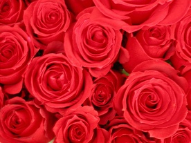 30 tys. róż na Mszy beatyfikacyjnej
