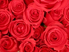 30 tys. róż na Mszy beatyfikacyjnej