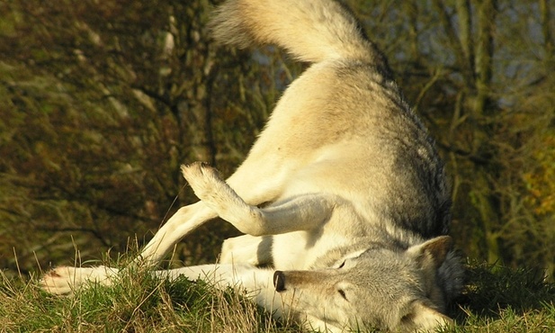 Tańcząc z wilkami