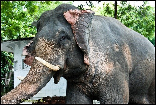 Indie: Dzikie słonie zdemolowały miasto